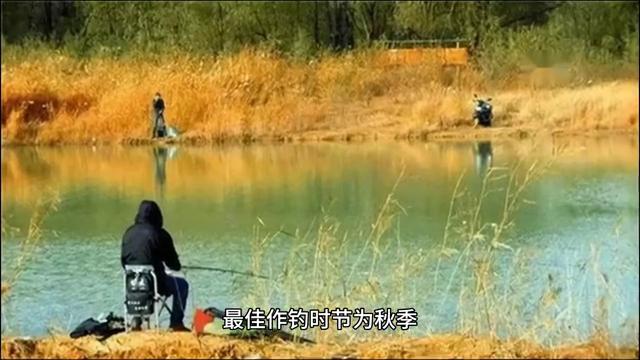 广西各大河流主要鱼种及各鱼种作钓最佳时节  -图2