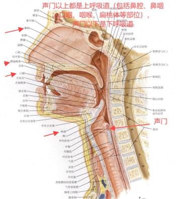 感冒发烧的退烧策略  -图1