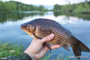 想钓得大板鲫，请收下这套药酒米配方，聚鱼快，做法简单成本低  -图1